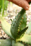 Aloe ferox RCP5-07 026.jpg